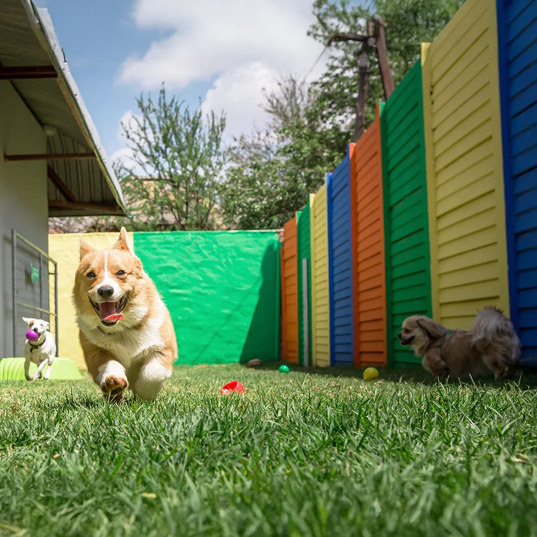 Happy dogs running and playing in a fenced grassy play yard with colorful walls.