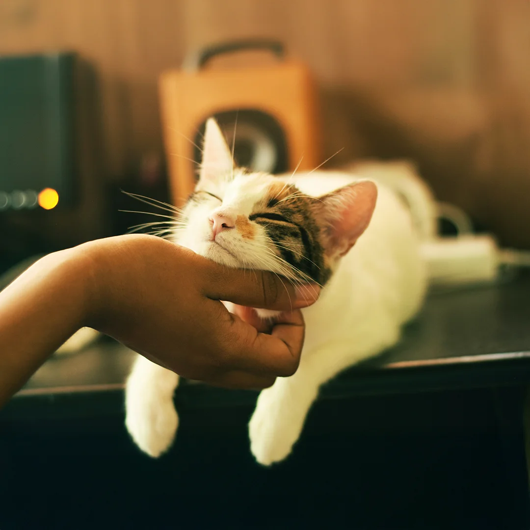 Calico cat relaxing on a table while being gently scratched under the chin.