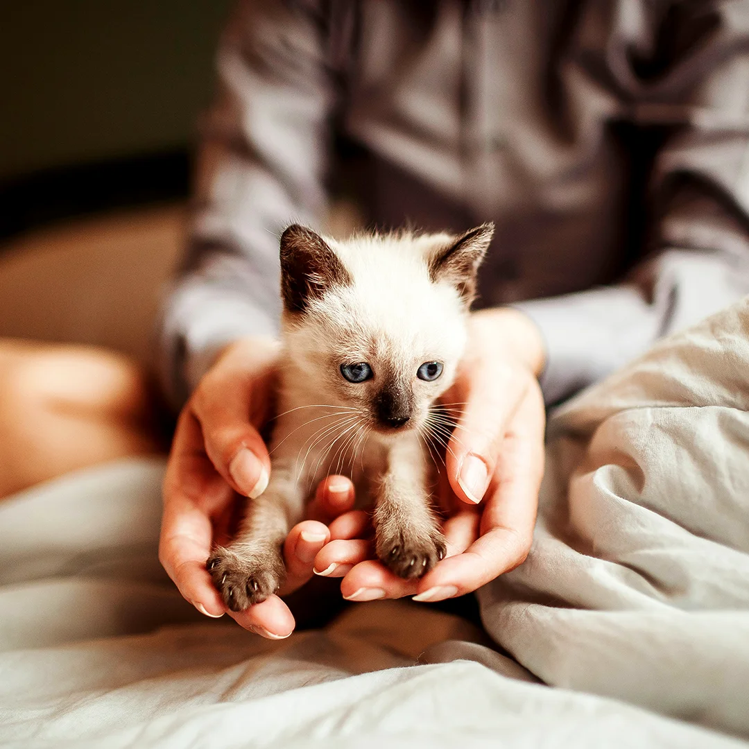 Siamese kitten with blue eyes being gently held in a person’s hands.