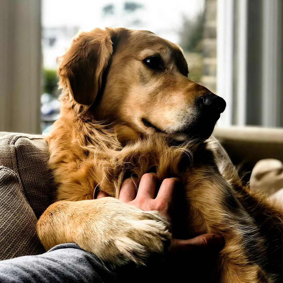 Golden retriever resting on a couch while being gently held by a person.