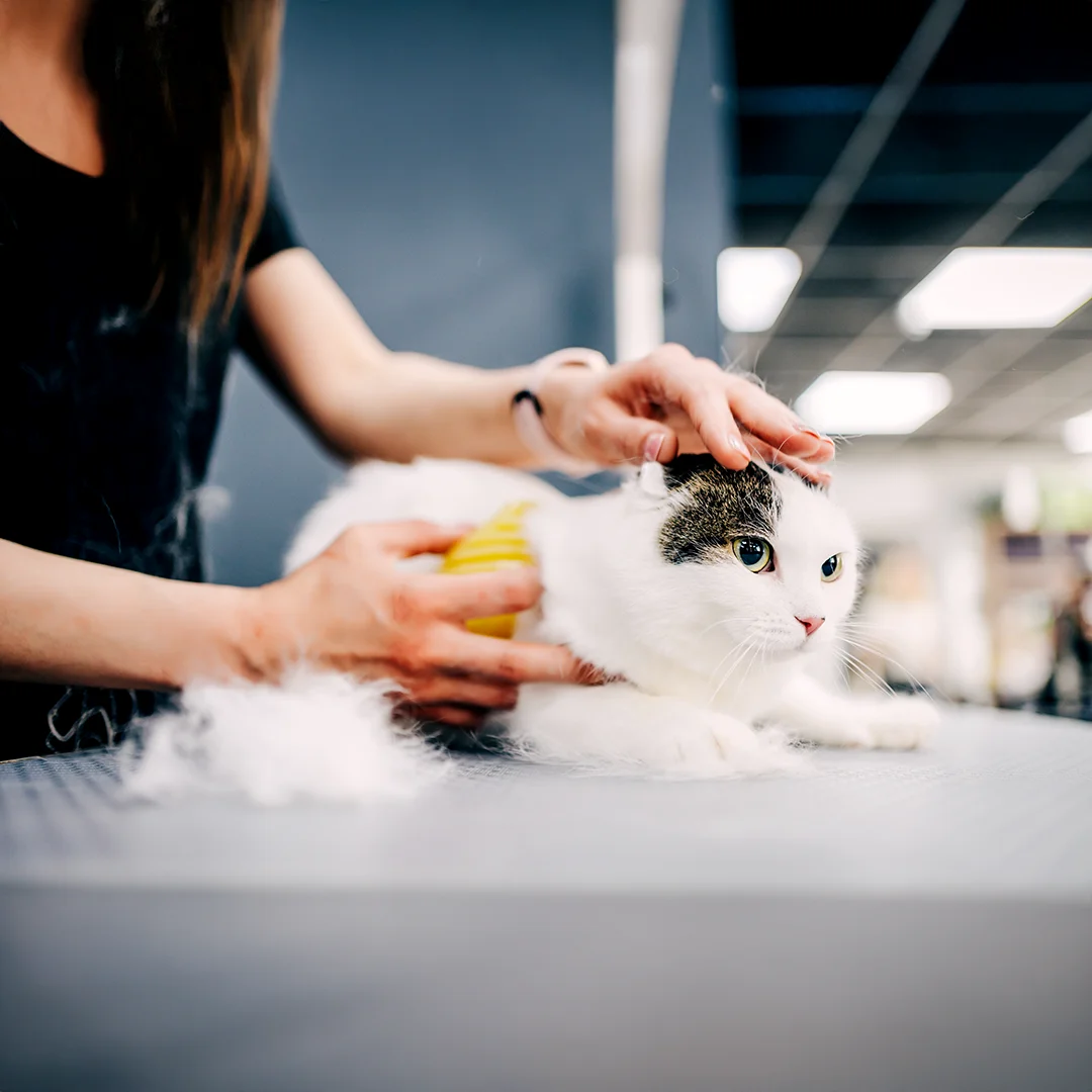 White and gray cat being gently brushed by a groomer during a grooming session.