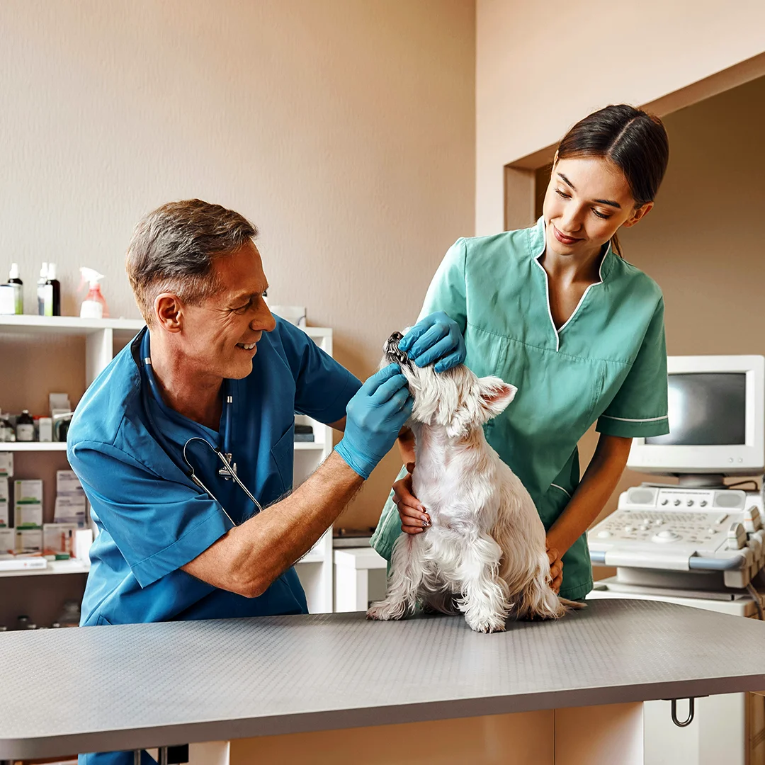 Puppy receiving oral medication in a bright, modern room with a yellow ottoman.