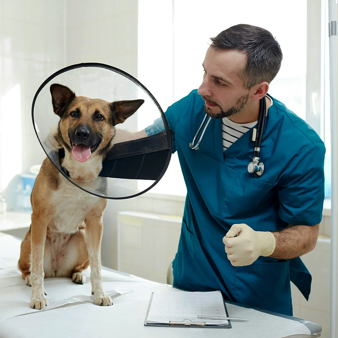 Puppy receiving oral medication in a bright, modern room with a yellow ottoman.