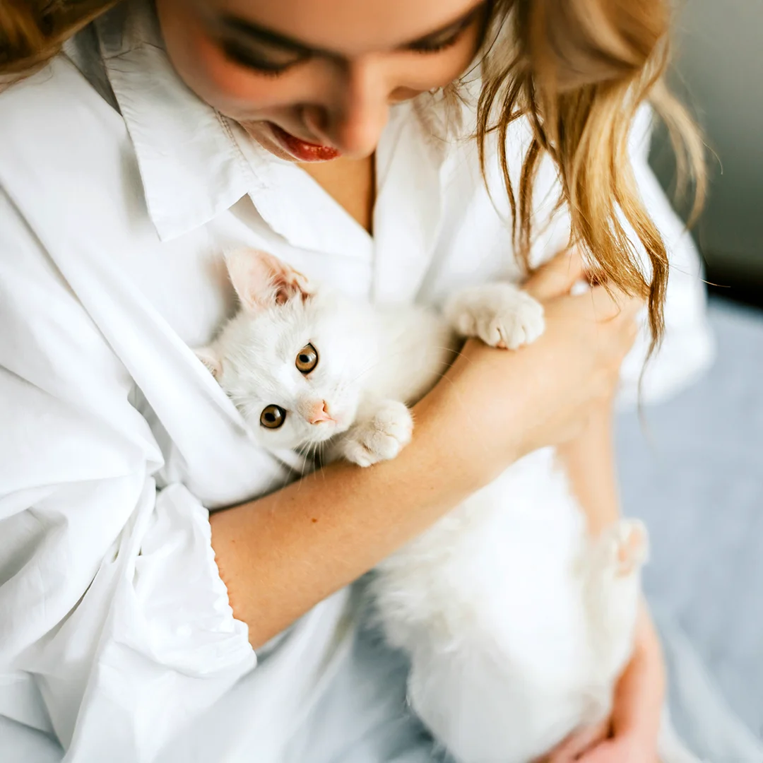 Woman Cuddling White Kitten – 02 Woman in a white shirt cuddling a fluffy white kitten in her arms.