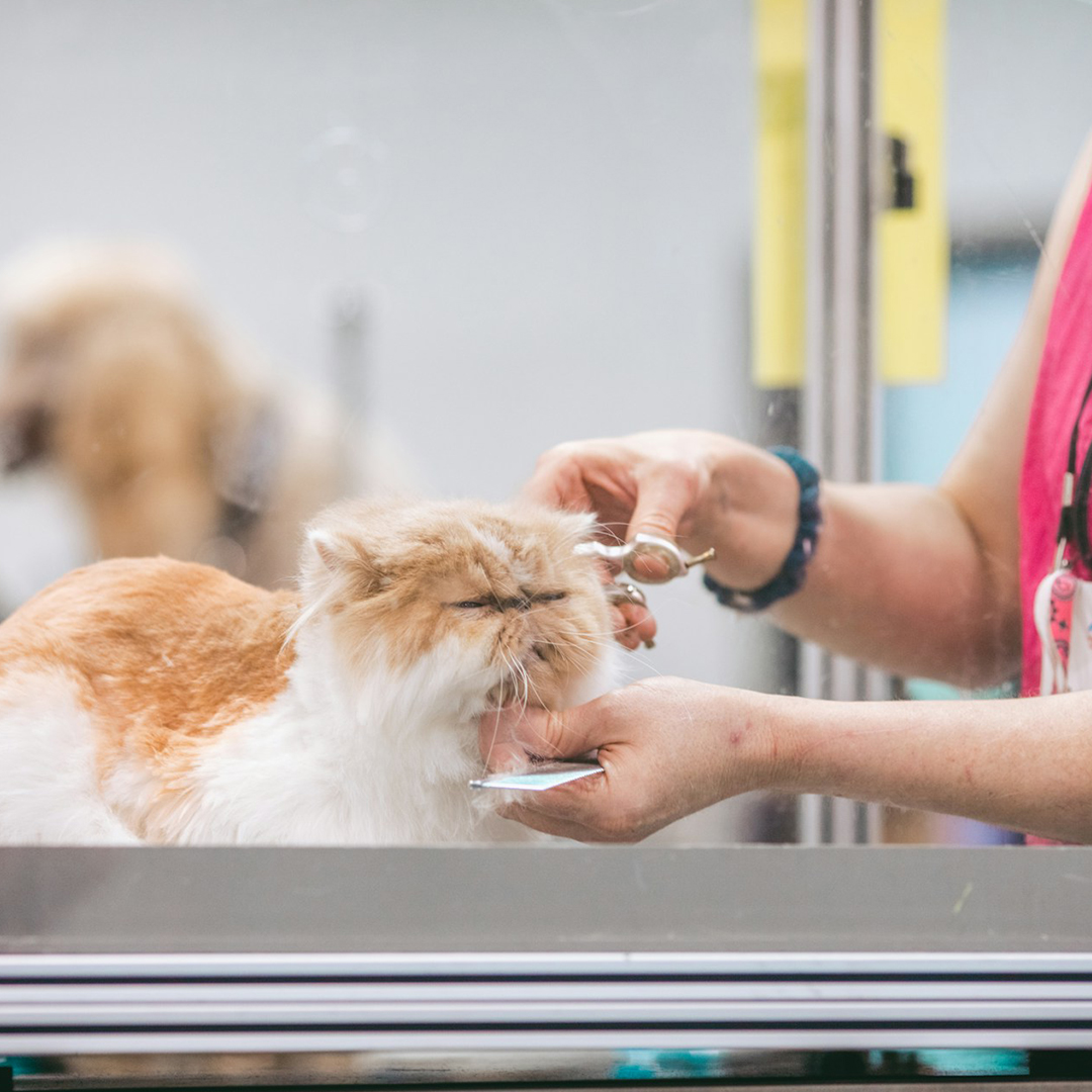 pet shaping hair 