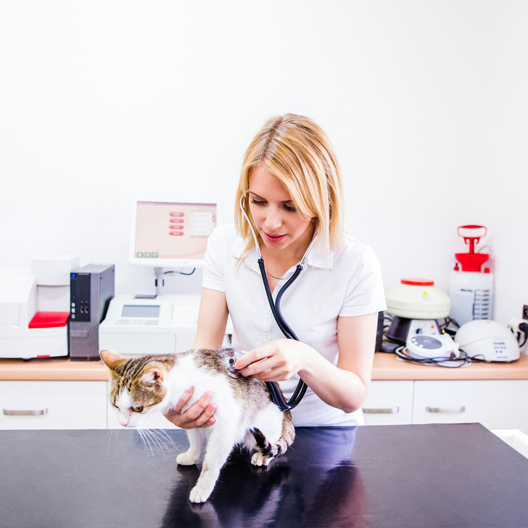 doctor checking cat