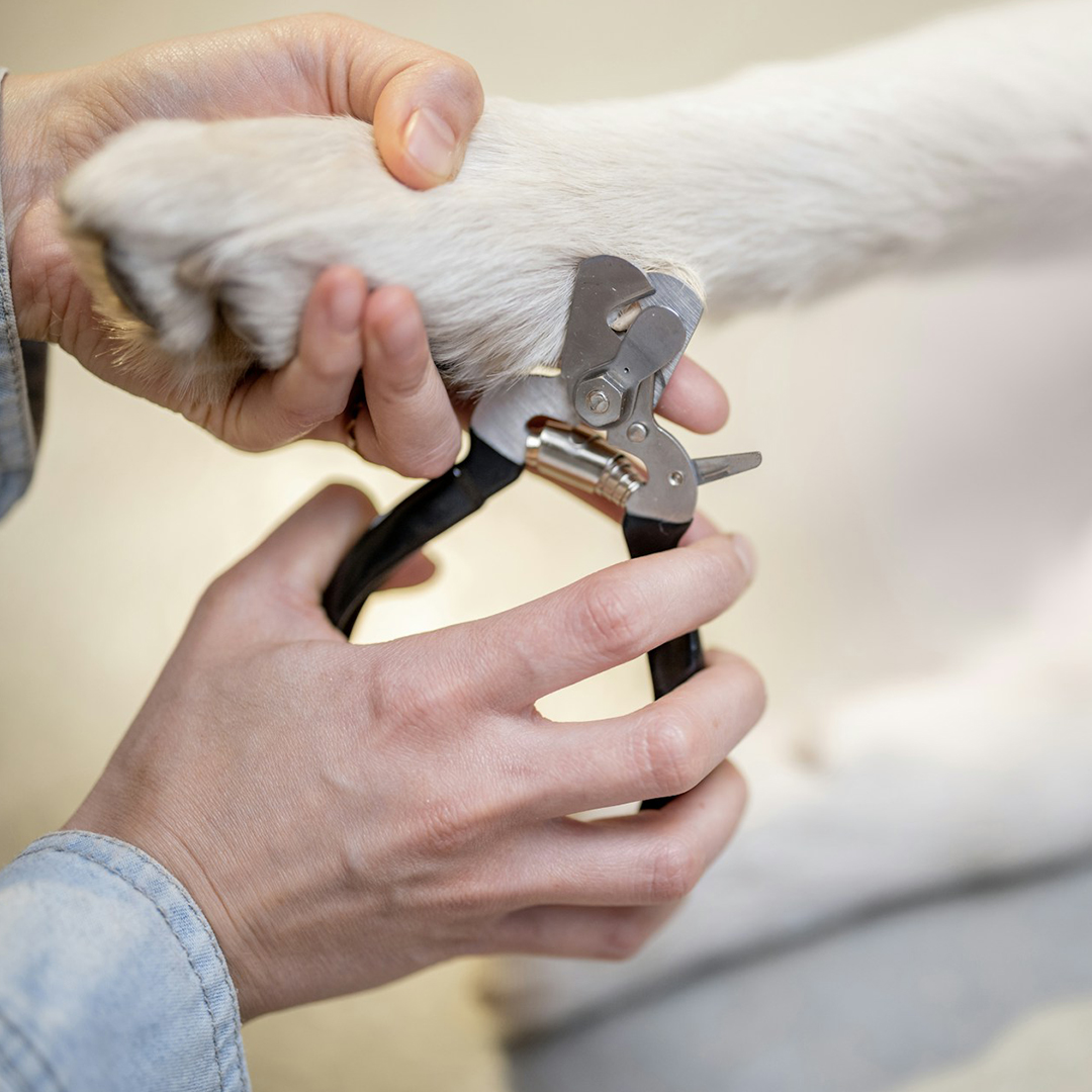 Pet cutting nails