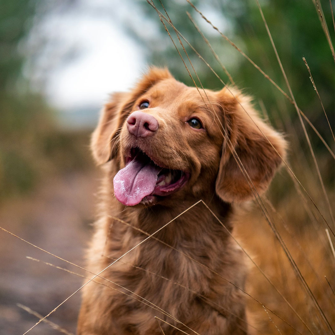 dog smiling