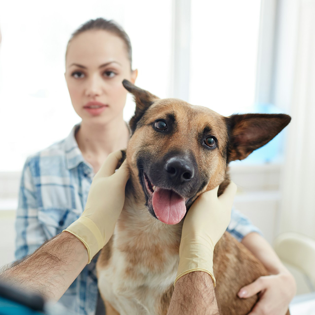 Dog's treatment Dog's treatment