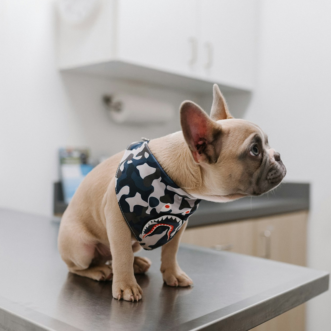 French Bulldog in a shark bandana at the vet.