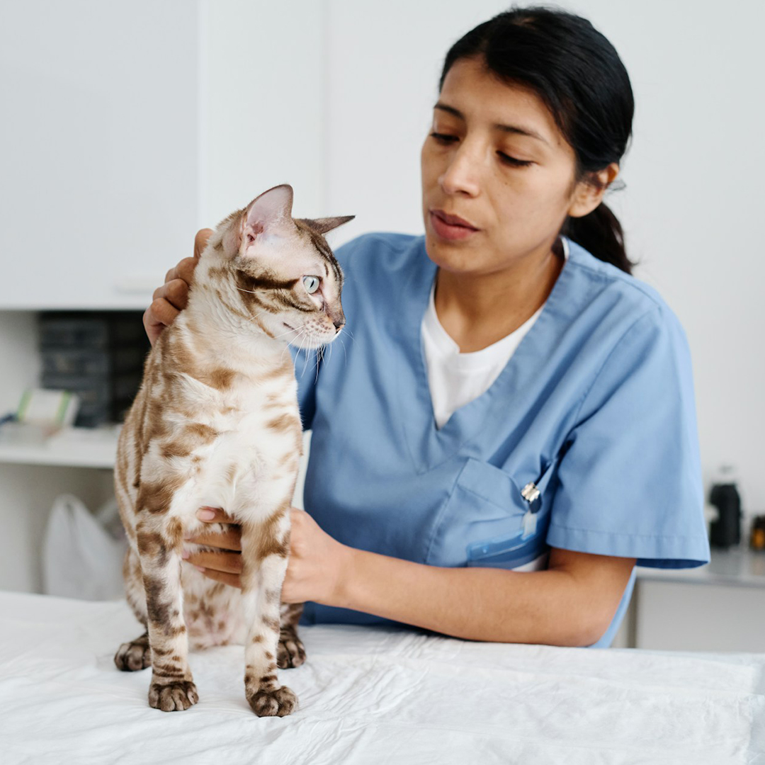 cat with doctor