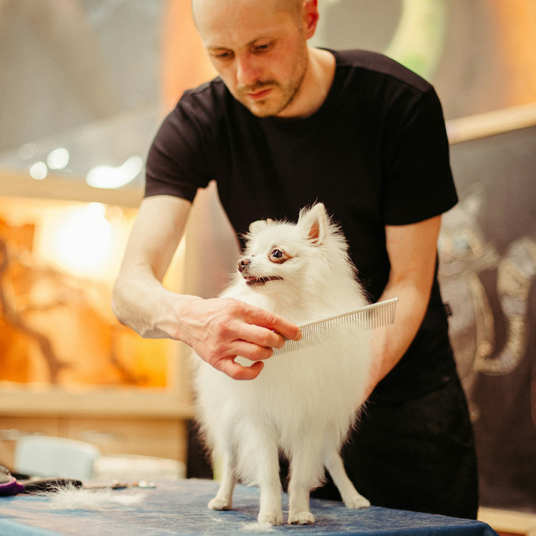 Dog grooming Dog grooming