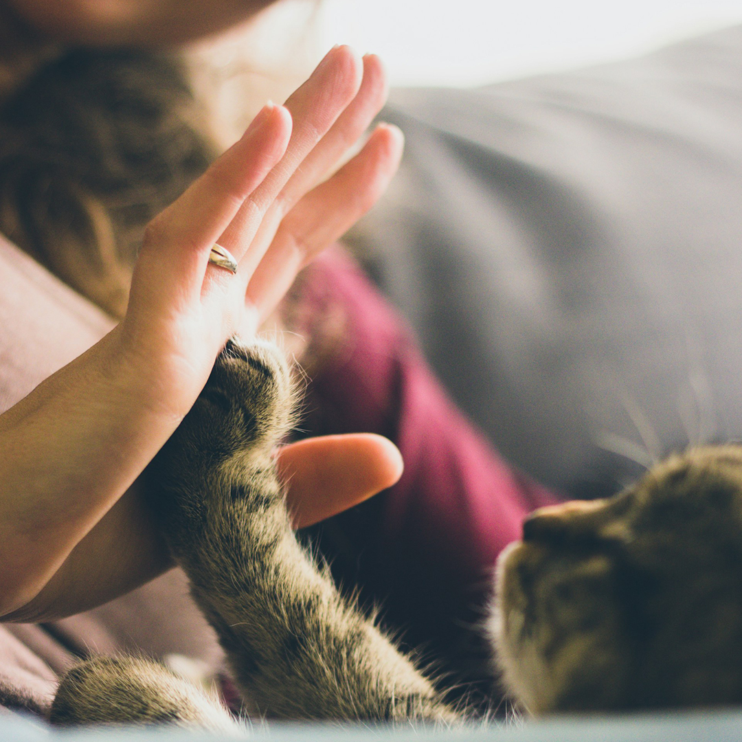 hi-five with pet
