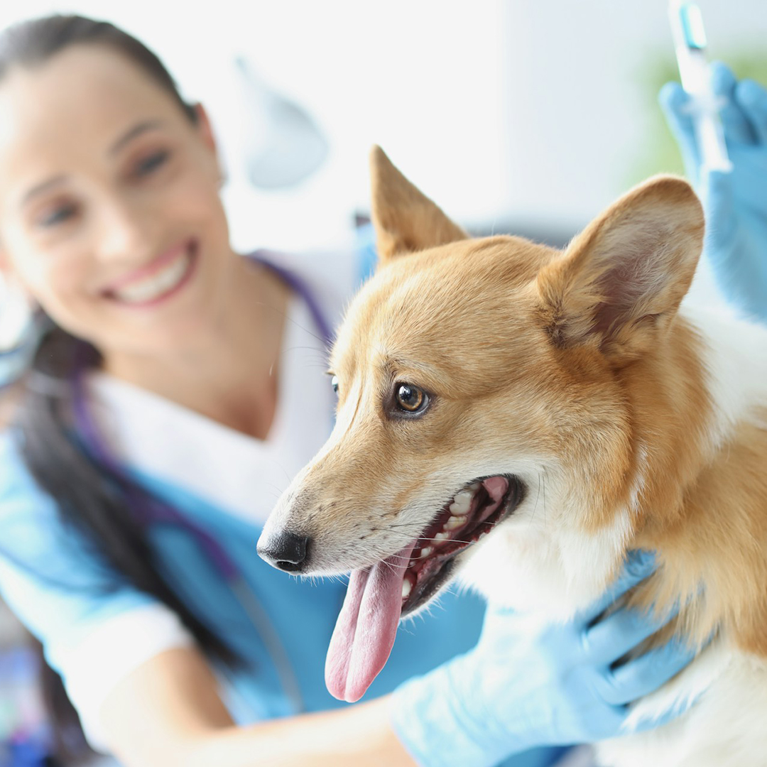 Smiling vet examining a happy Corgi.