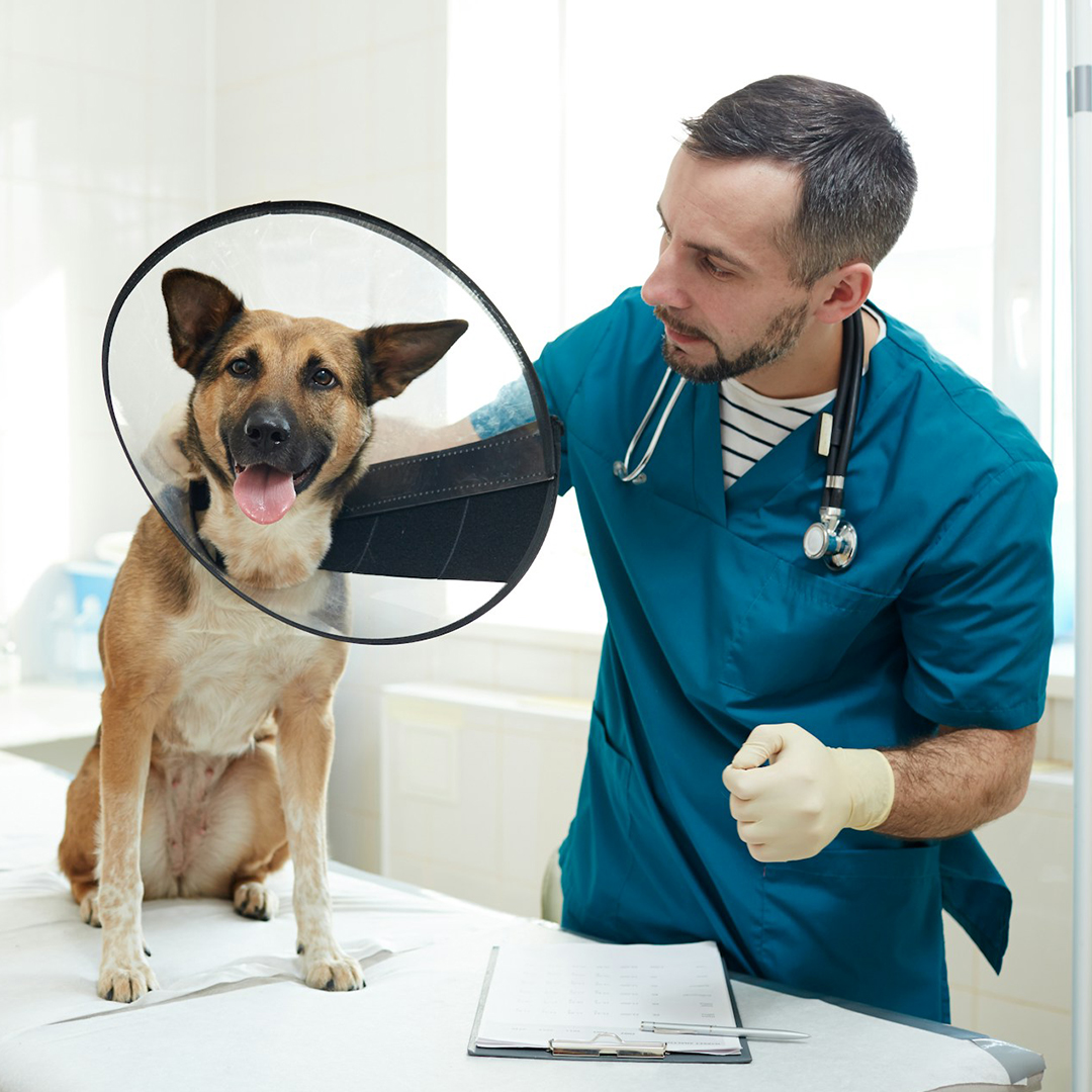 Vet examining a dog wearing a recovery cone. Vet examining a dog wearing a recovery cone.
