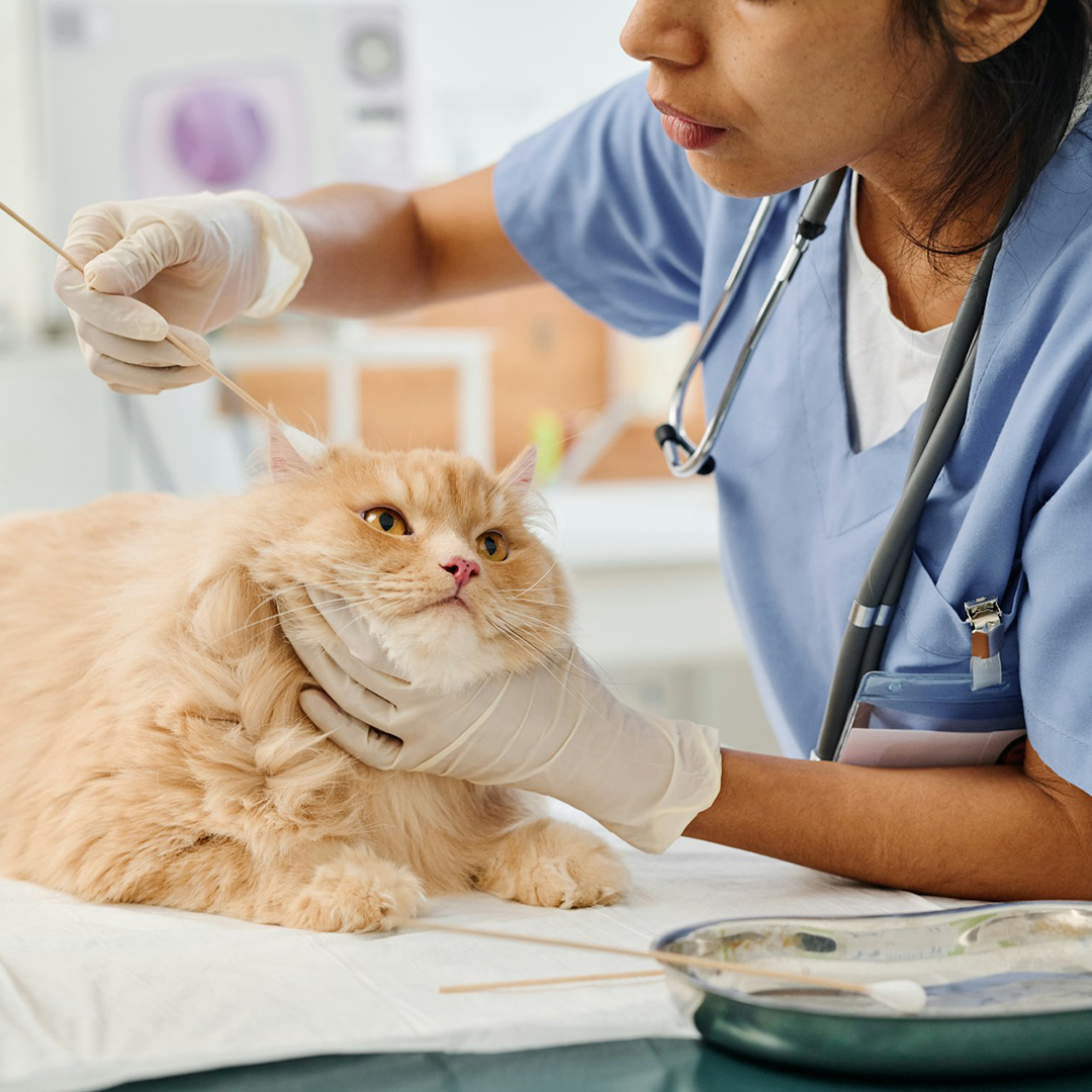 pet grooming 