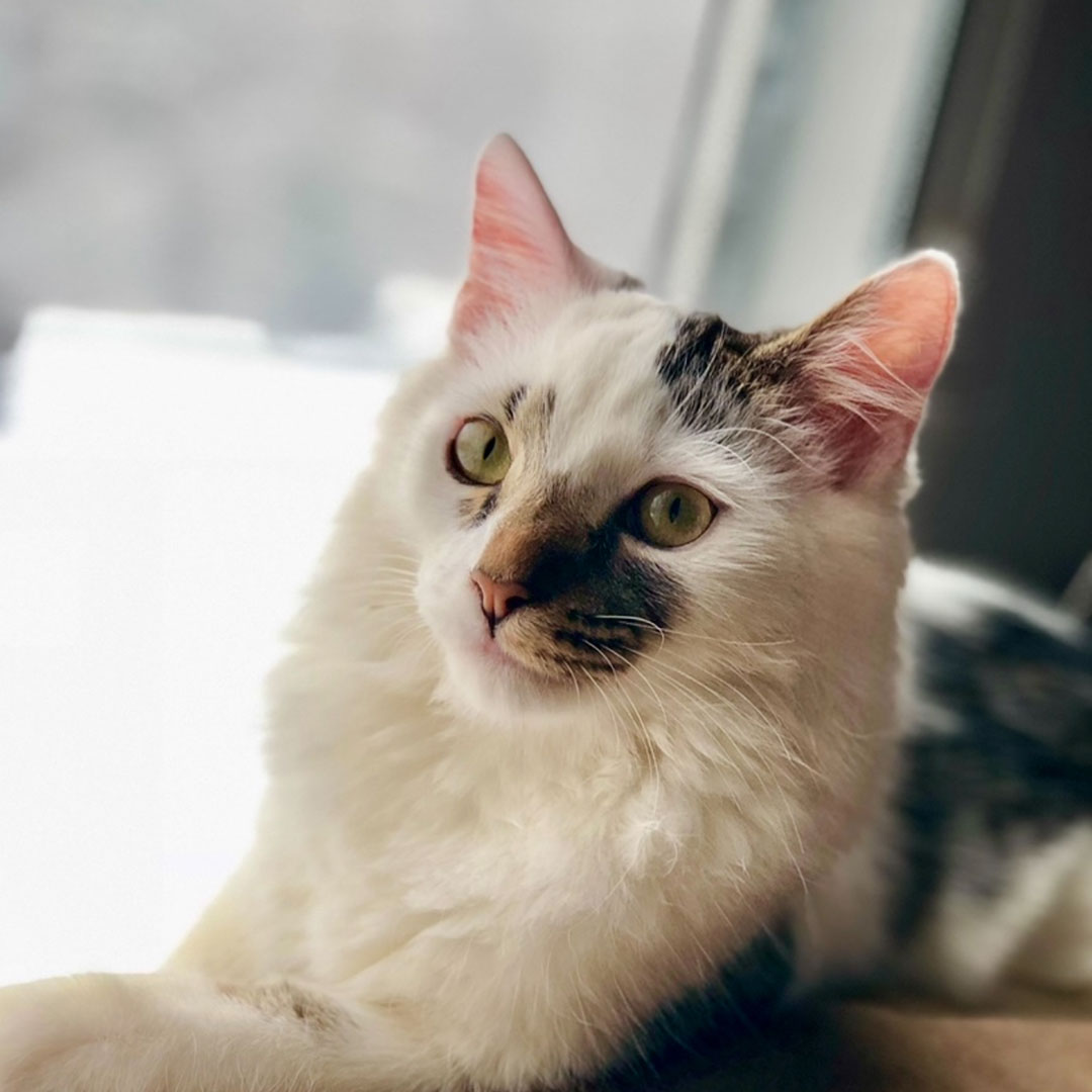 cat staring