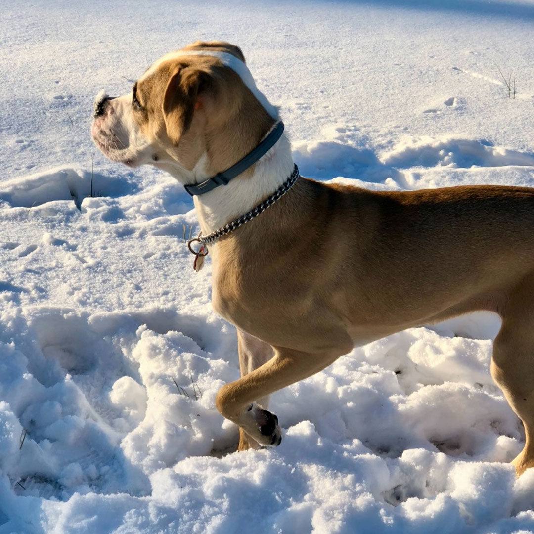 doc walking on snow