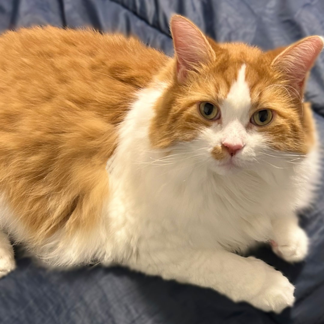 cat sitting