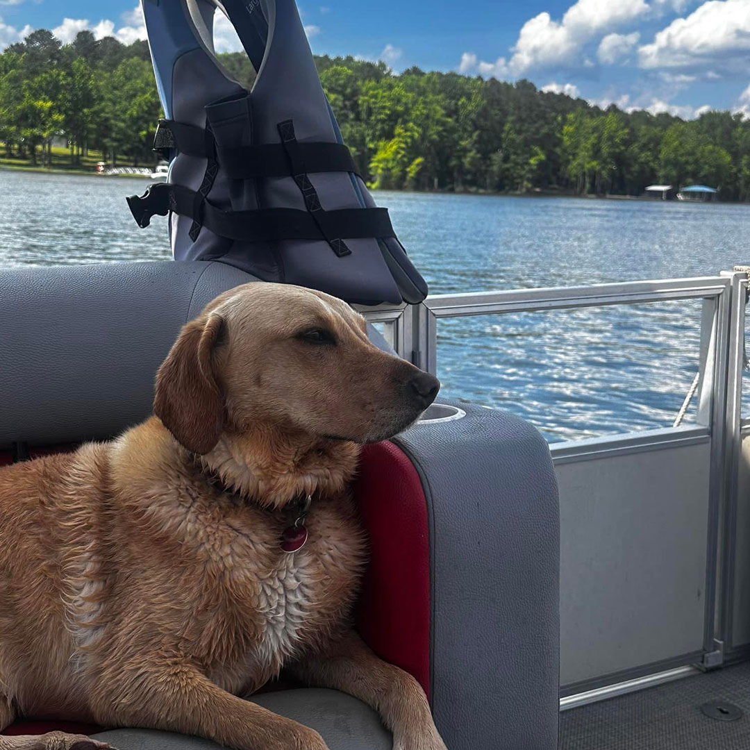 dog sitting beside river