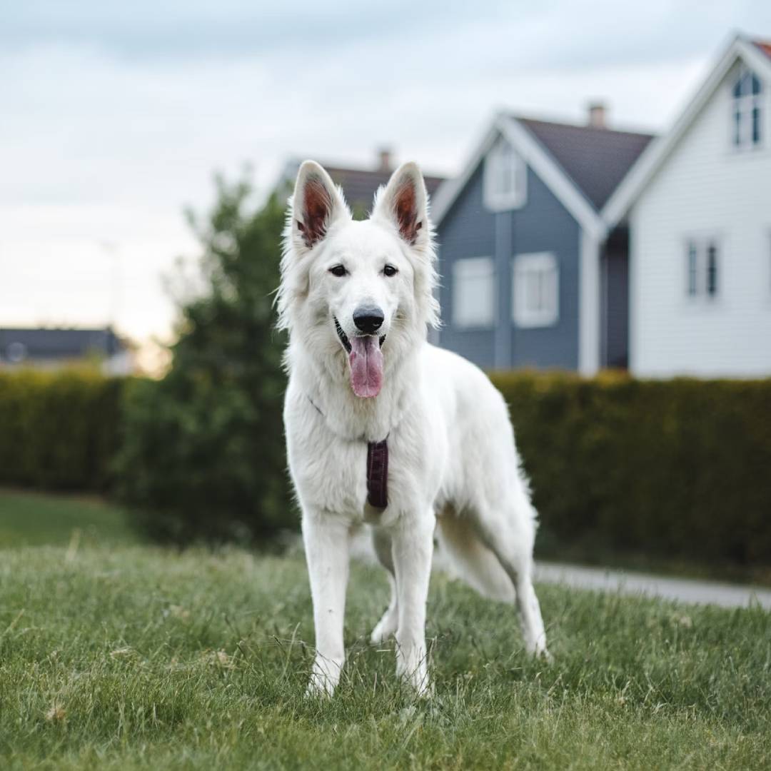 dog standing on the field dog standing on the field