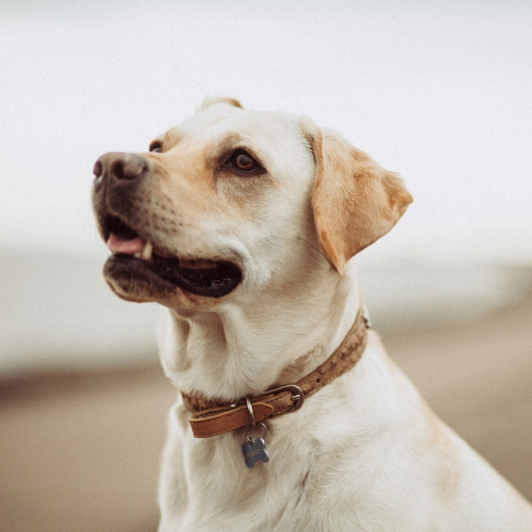 What to Bring in pet boarding