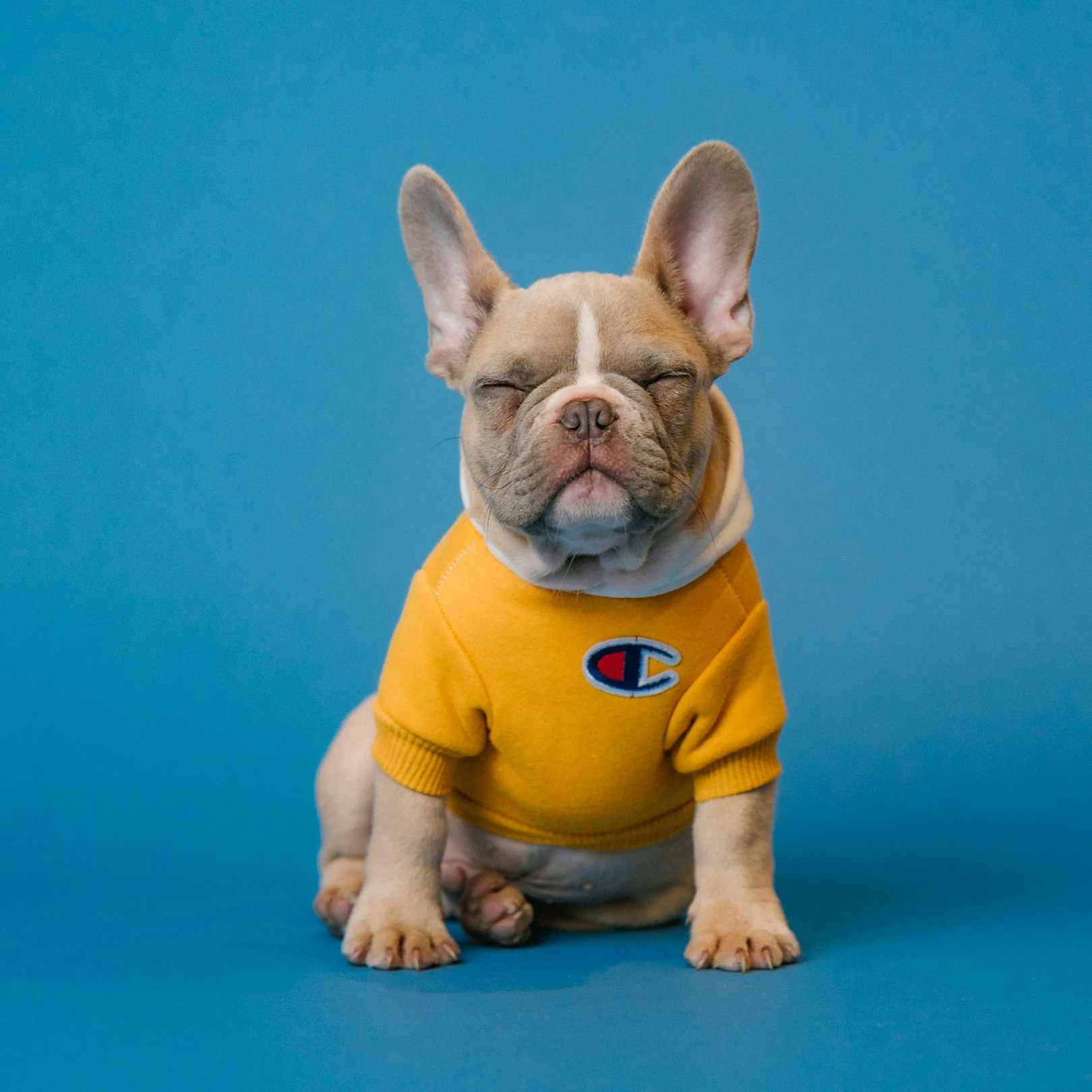 a bulldog
