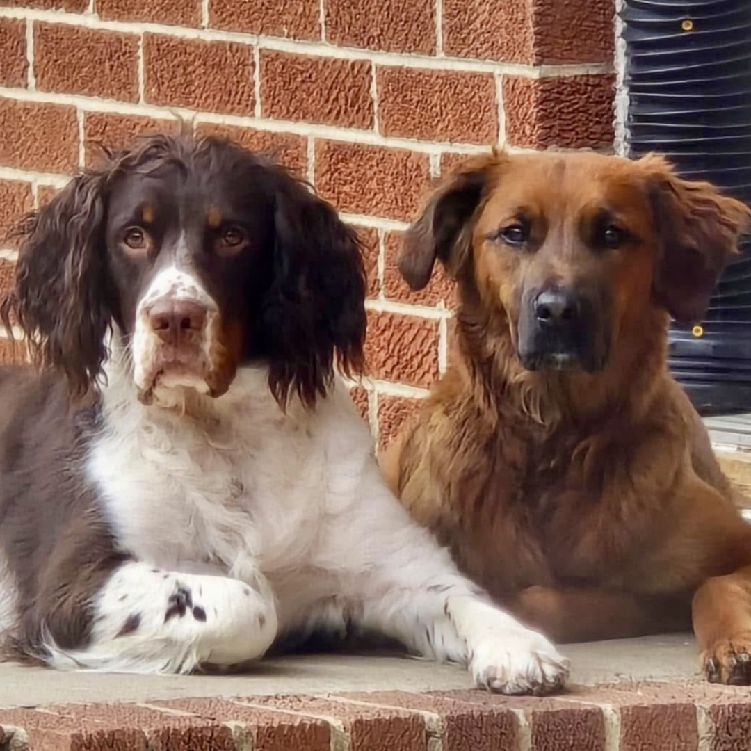 dog boarding services
