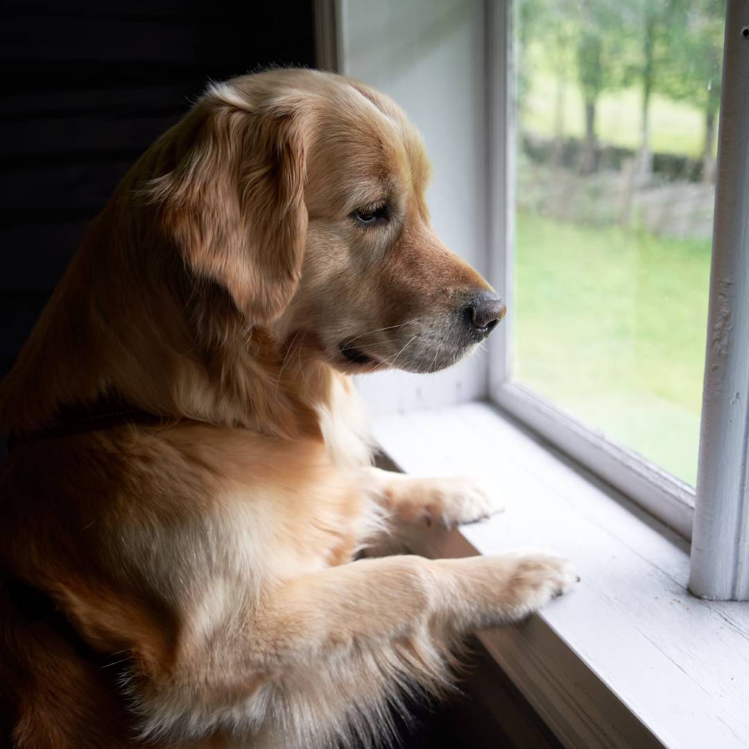 dog looking from window