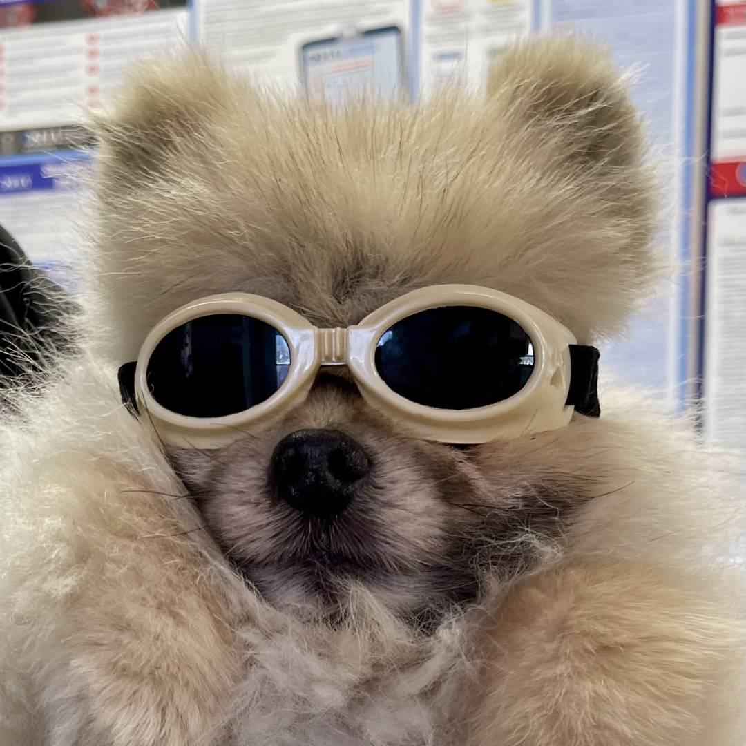 goggles 